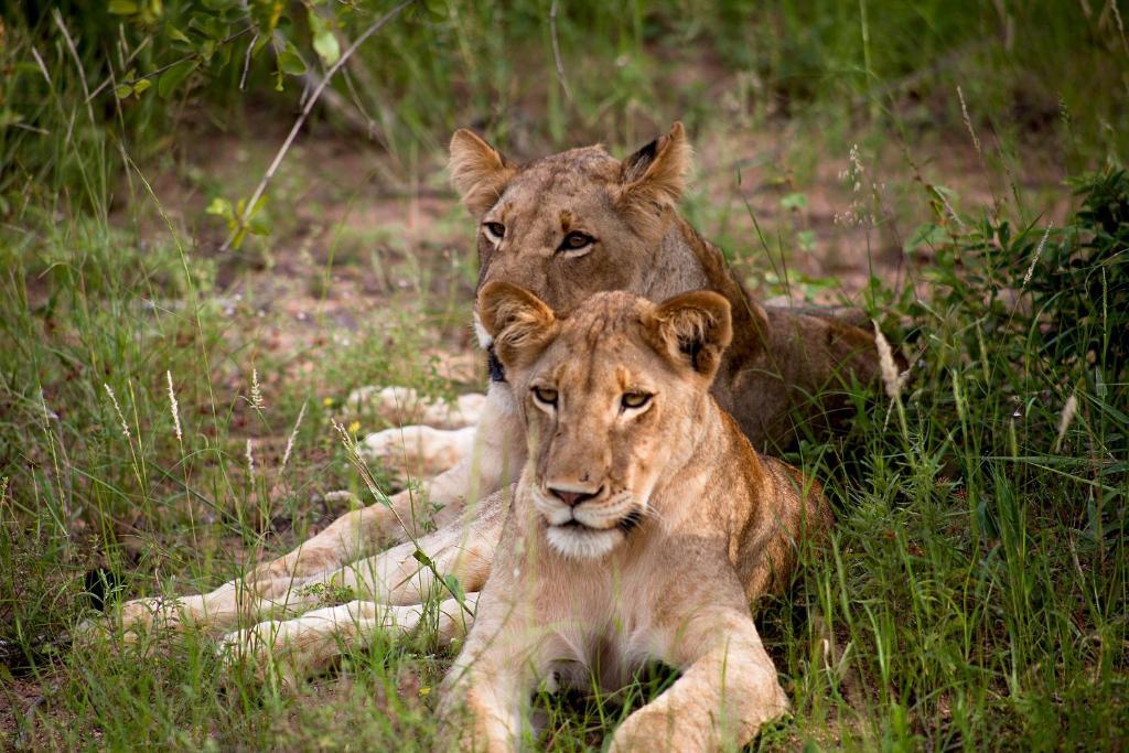 Simbavati River Lodge Заповедник Тимбавати Экстерьер фото