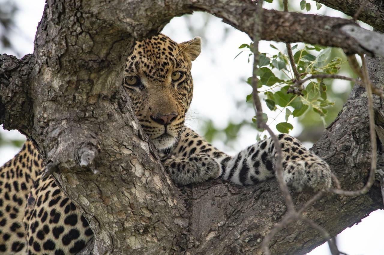 Simbavati River Lodge Заповедник Тимбавати Экстерьер фото